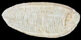 Triassic Fossil Fish (Australosomus?) In Nodule - Madagascar #53662-2